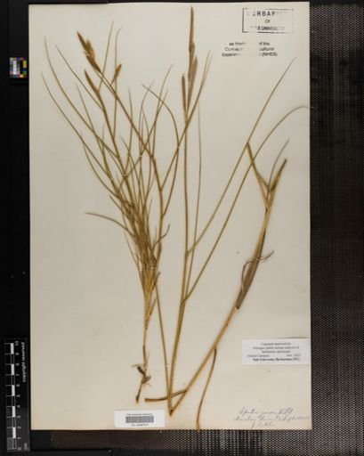 Plantae