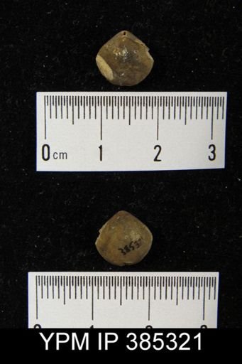undet. Brachiopoda