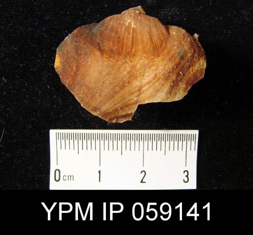 Meristella lata