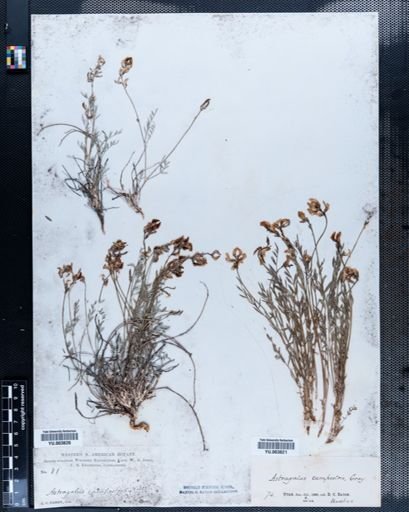 Astragalus