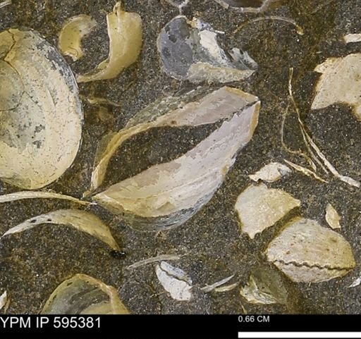 Protocardia sp.