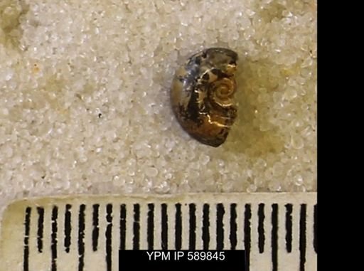 Hoploscaphites comprimus
