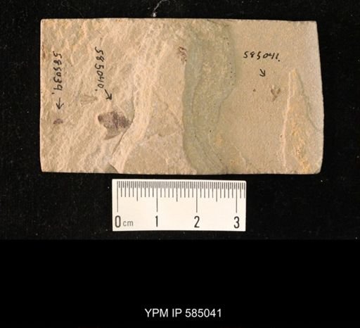 undet. Coleoptera