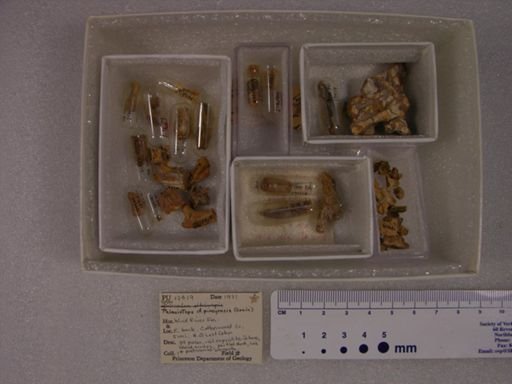 Palaeictops bicuspis