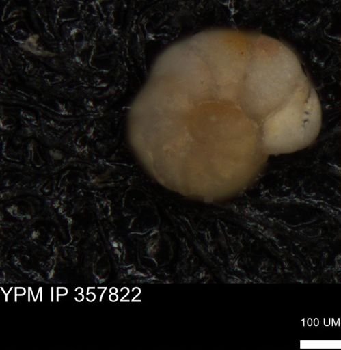 undet. Foraminiferida