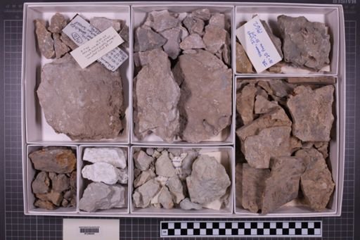 mixed taxa, stratigraphic collection