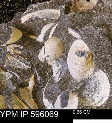 Protocardia subquadrata