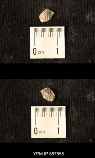 Camarotoechia whitei