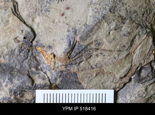 undet. Eocrinoidea