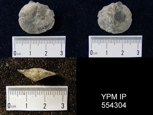 Dalmanella sp.