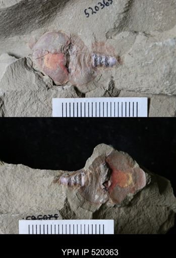 Chelicerata