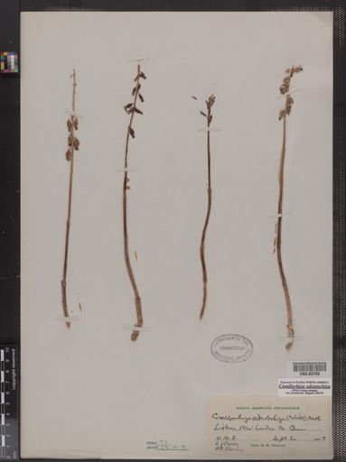 Corallorhiza odontorhiza