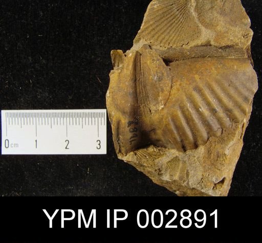 Euryspirifer sp.