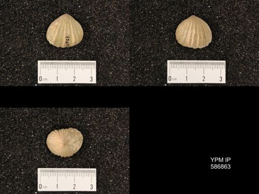 Rhynchotrema capax