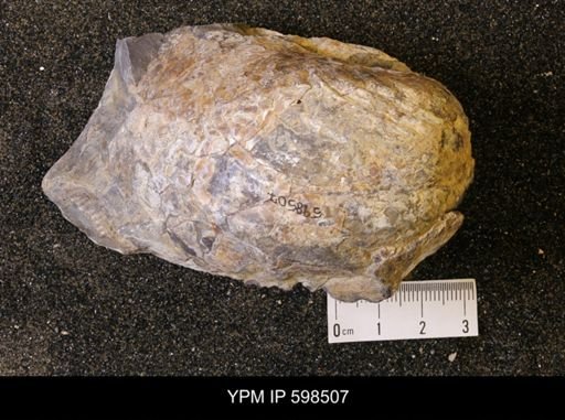 Inoceramus sp.