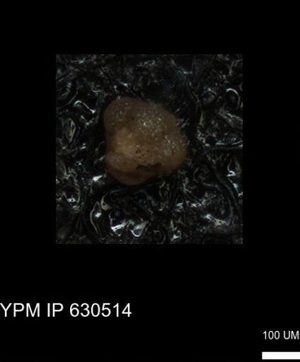 undet. Rugoglobigerinidae