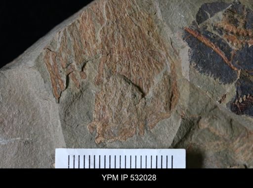 undet. Graptolithina