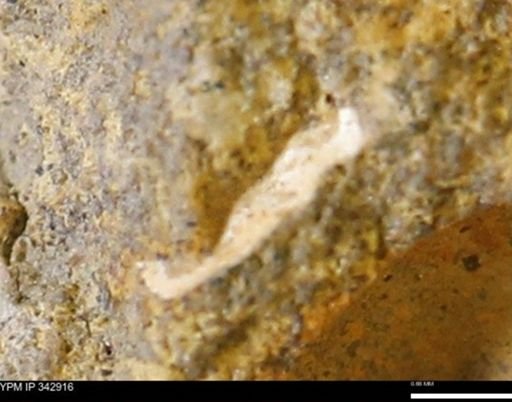 undet. Mollusca