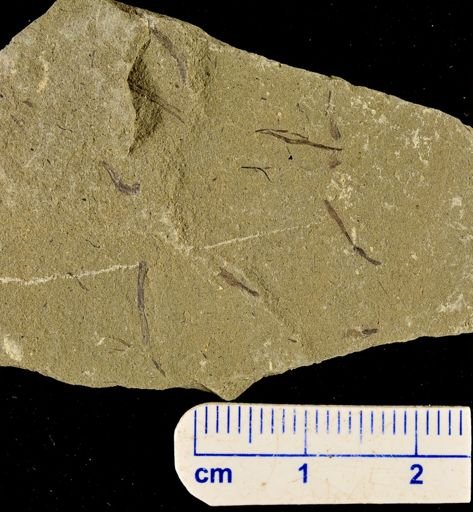 Hostinella sp.