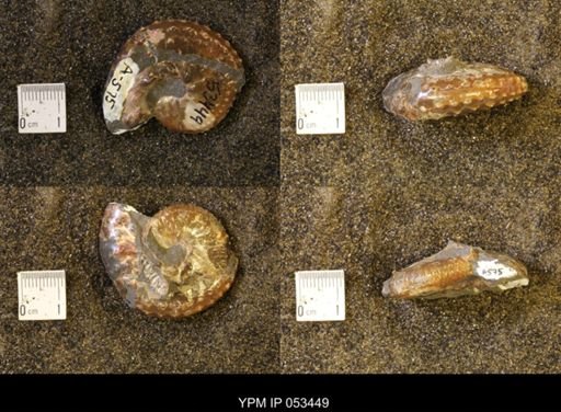 Discoscaphites conradi