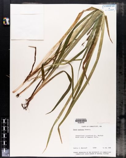 Carex scabrata