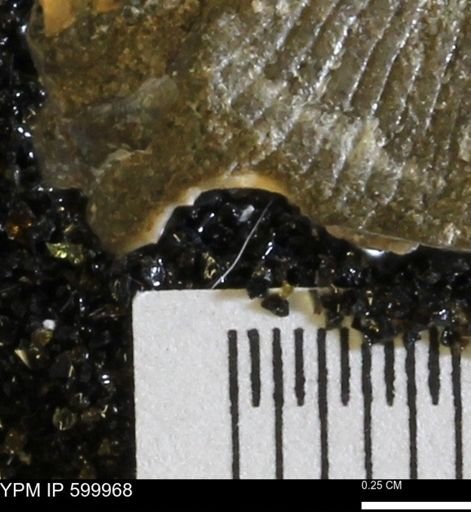 Protocardia subquadrata