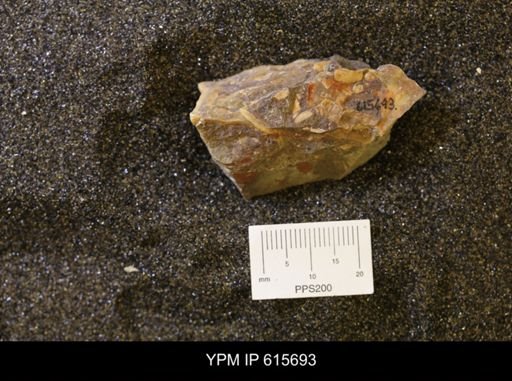 undet. Bivalvia