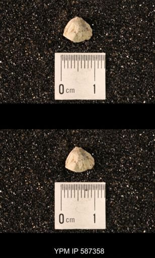 Camarotoechia whitei