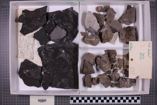 mixed taxa, stratigraphic collection