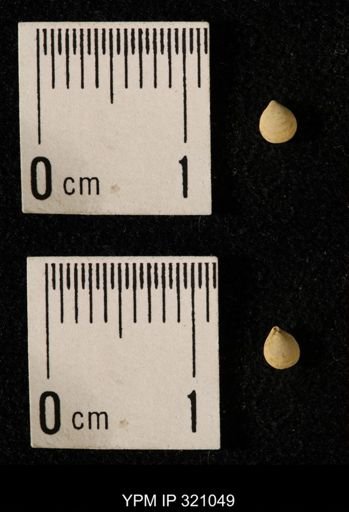 Dielasma elongatum