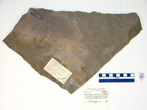Anomoepus minimus