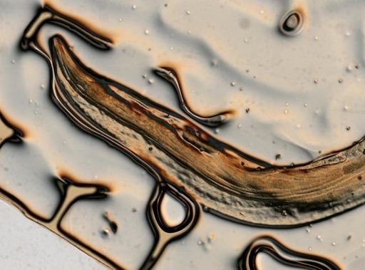 Passalurus ambiguus