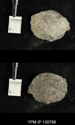 Spinatrypa spinosa