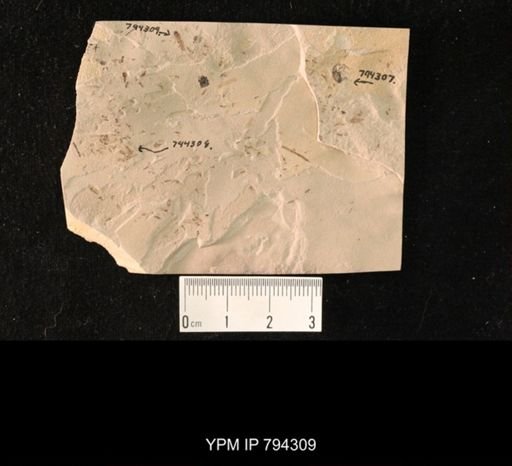 undet. Staphylinidae