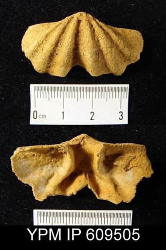 Macropleura macropleura