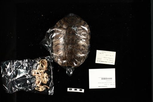 Trachemys scripta
