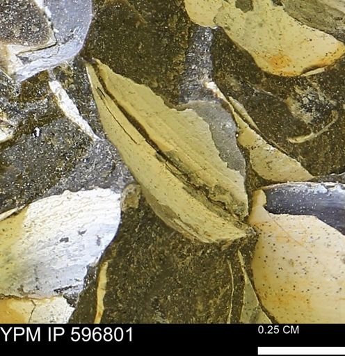 undet. Bivalvia