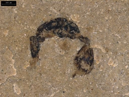undet. Hymenoptera