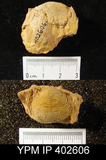 Antiquatonia coloradoensis
