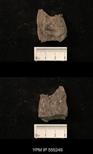 Productus cora