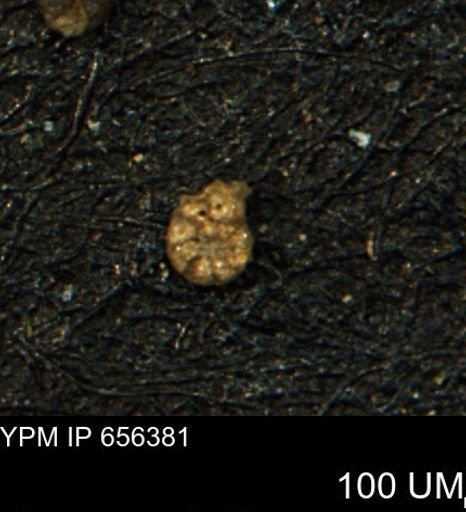Ammobaculites subcretaceus
