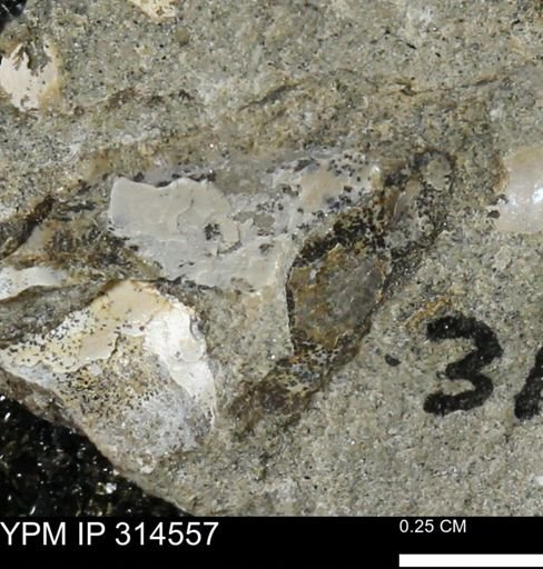 undet. Mollusca