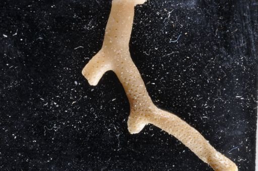 Bryozoa