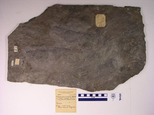 Anchisauripus minusculus