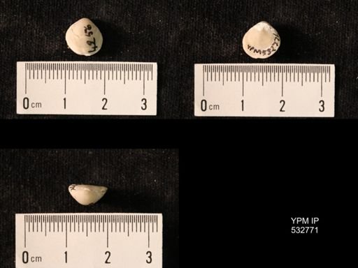 Magas pumilus