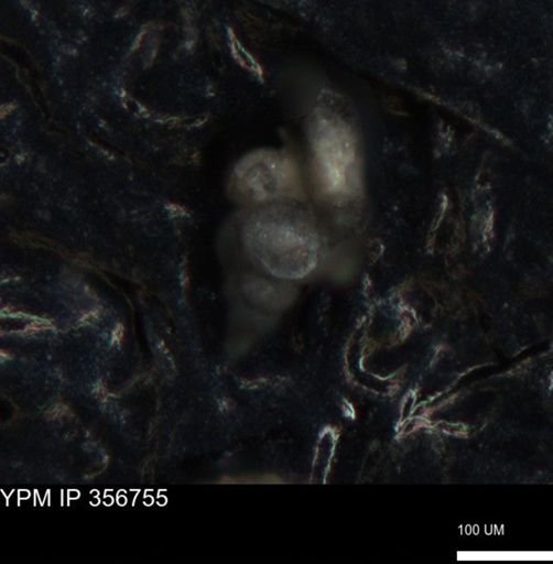 undet. Foraminiferida