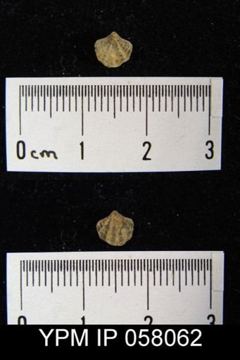 Atrypina imbricata
