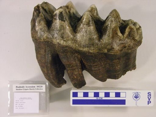 Mammut americanum
