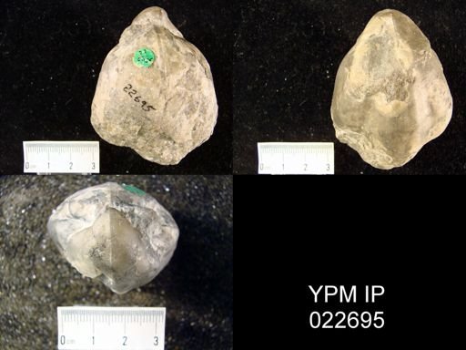 undet. Pentameroidea