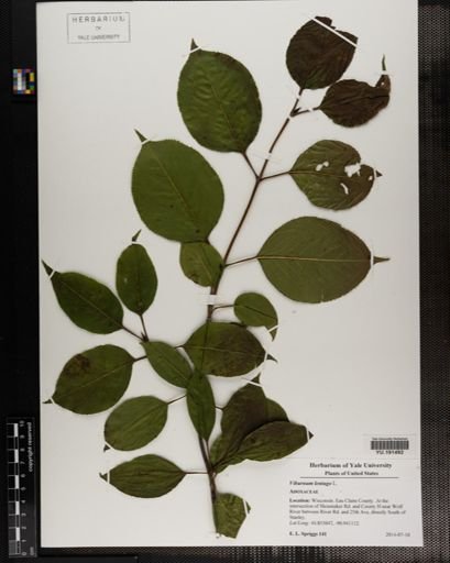 Plantae
